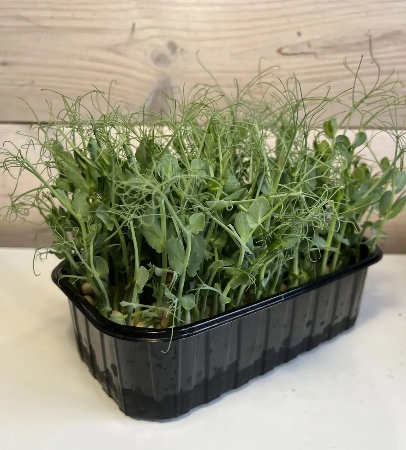 Микрозелень гороха фото 2